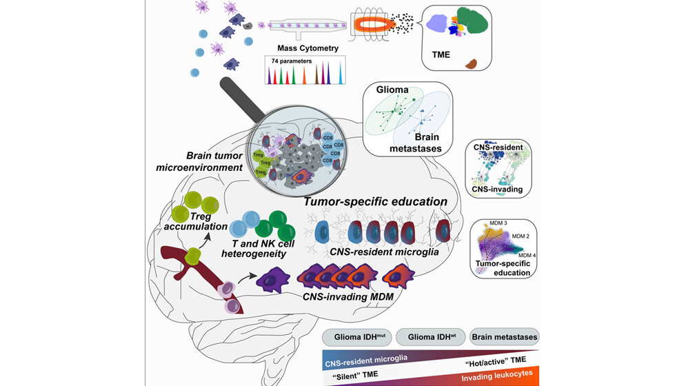 Das Mikromilieu eines Hirntumors 