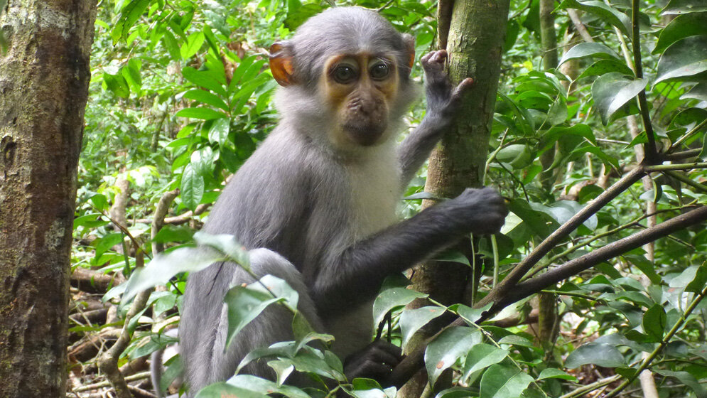 Fliegenschwärme folgen Rußmangaben