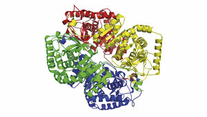 Plasmalaktat in der Sepsis