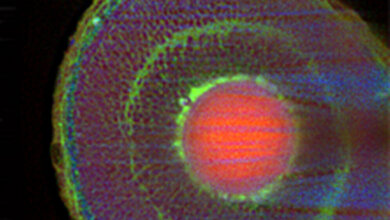 Ramanbild eines Zebrafischauges