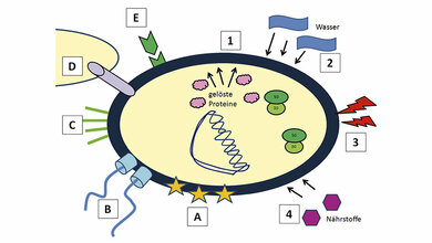 Antibiotika und Resistenzen (Teil 3)