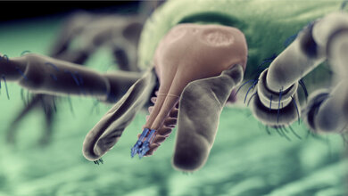 Zecke in Großaufnahme