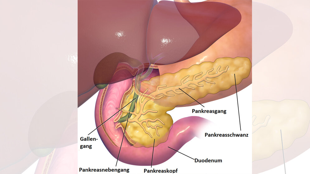 Bauchspeicheldrüse