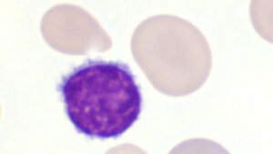 Klinische Bedeutung (Teil 2)