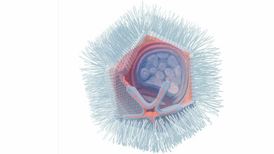 Illustration des Naegleriavirus basierend auf elektronenmikroskopischen Aufnahmen