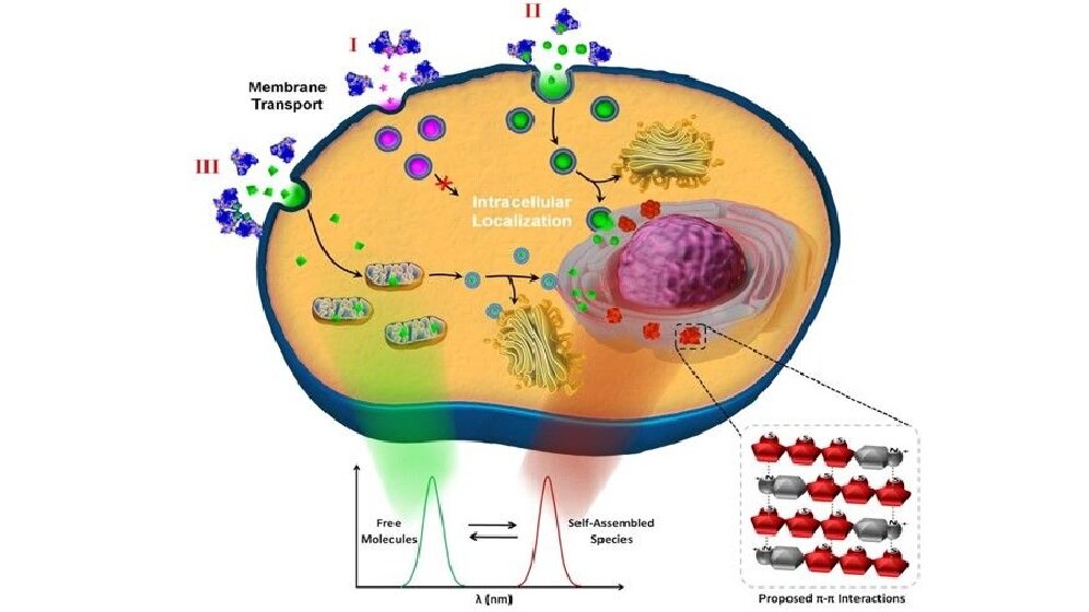 zelle_online_uni_ulm.jpg Kontrollierte intrazelluläre Selbstorganisation von Molekülen