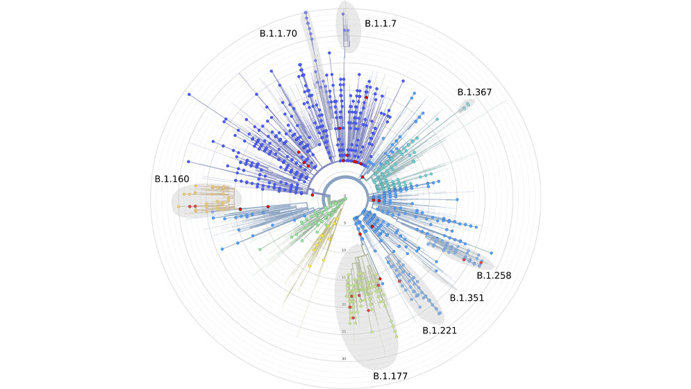 SARS_CoV_2_Mutationsbaum.jpg SARS-CoV-2-Mutationsbaum