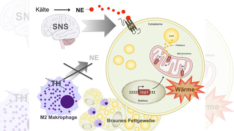 Kälte induziert die Bildung und Sekretion des Hormons Noradrenalin