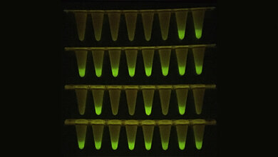 Die vor einem LED-Schirm fluoreszierenden Proben