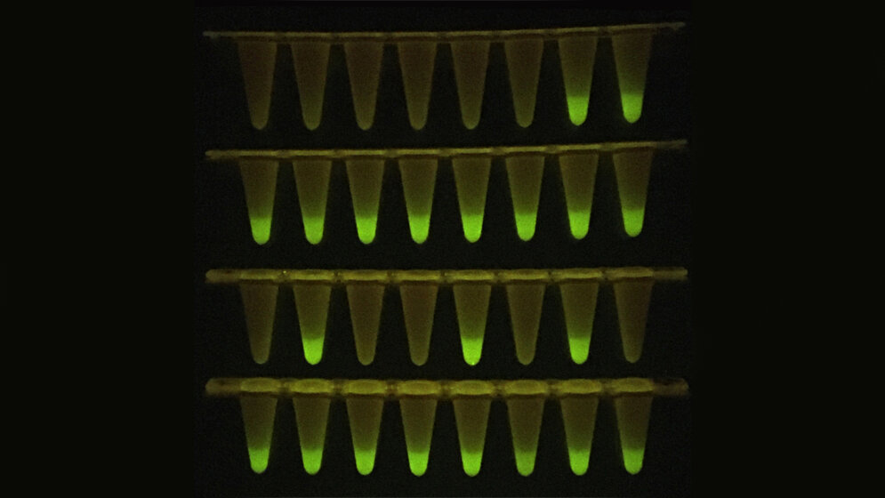 Die_vor_einem_LED_Schirm_fluoreszierenden_Proben_zeigen_Anwesenheit_von_SARS_CoV_2.jpg Die vor einem LED-Schirm fluoreszierenden Proben