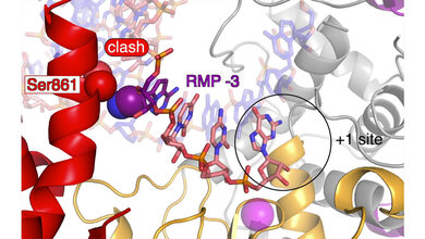 Remdesivir_violett_Hauke_Hillen_Goran_Kokic_und_Patrick_Cramer_MPI_fuer_biophysikalische_Chemie.jpg Remdesivir