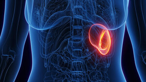 3D-Grafik mit transparenter Anatomie des Brustkorbs und hervorgehobener Milz