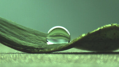 Wassertropfen_auf_einem_Lotusblatt_C_Falcon_Garcia_Technische_Universitaet_Muenchen.jpg Wassertropfen auf einem Lotusblatt