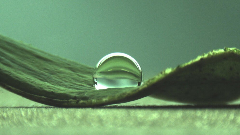 Wassertropfen auf einem Lotusblatt 