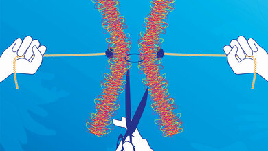 Das Kinase–Enzym Hrr25