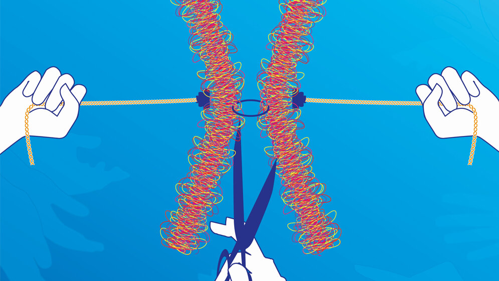 Das Kinase–Enzym Hrr25