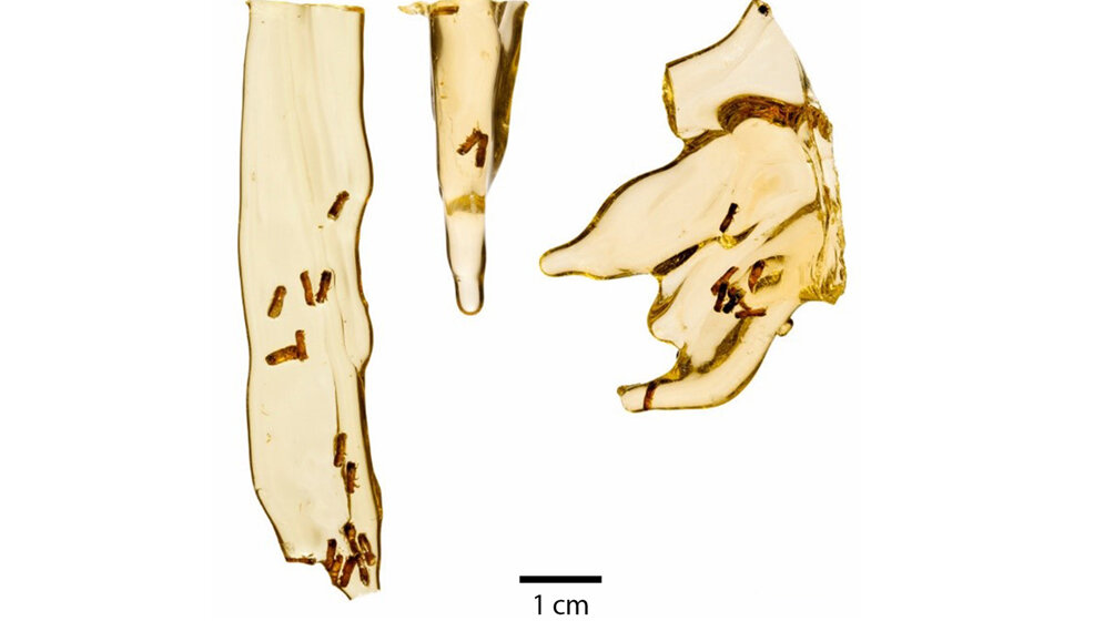 Harz mit eingeschlossenen Käfern