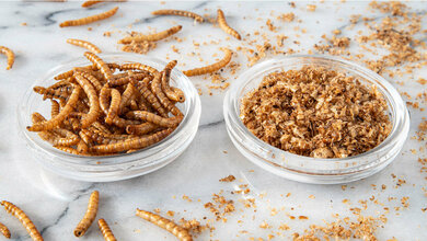 Insekten als Lebensmittel? 