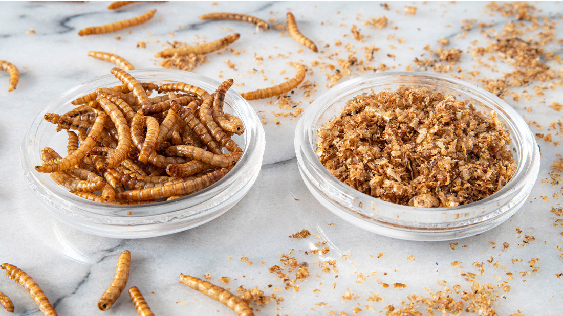 Insekten als Lebensmittel? 