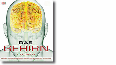 Das Gehirn in seiner Schönheit und Komplexität