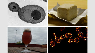 Die Mikrobe des Jahres 2022, Saccharomyces cerevisiae