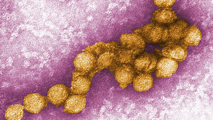 West-Nil-Virus breitet sich in Europa aus