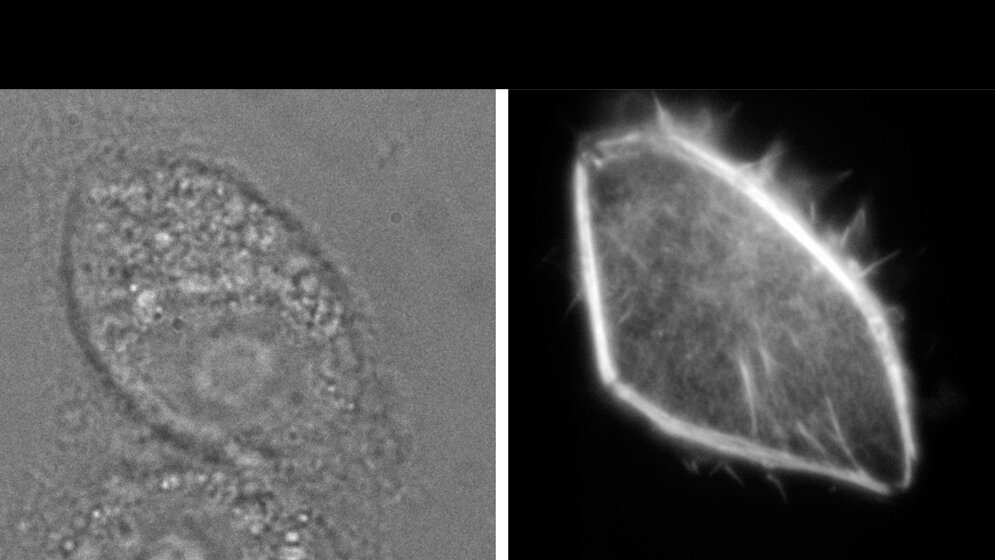 leuchtfähige Moleküle
