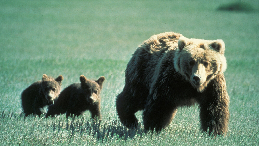 Grizzlybaeren_im_in_Glacier_National_Park_Montana_USA_By_National_Park_Service_Public_Domain_wikimedia.jpg Grizzlybären im Glacier National Park