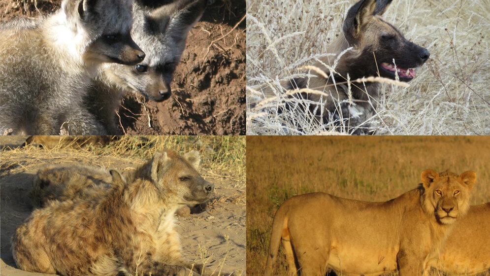 Raubtiere in der Serengeti, die mit CDV infiziert sind.