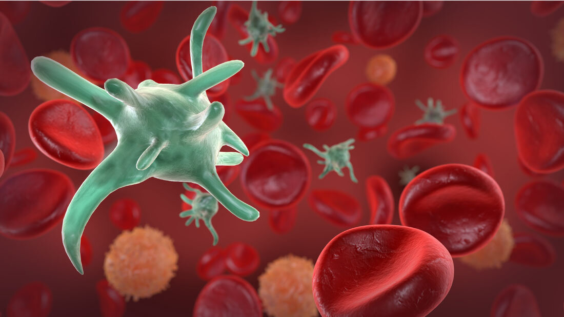 Makrophagen im Blut