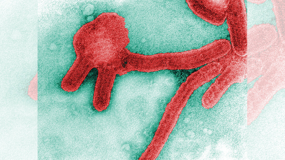 Marburg-Virus