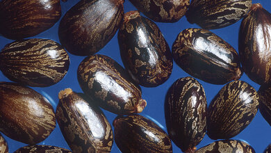 Klinische Chemie Rizin-Intoxikation