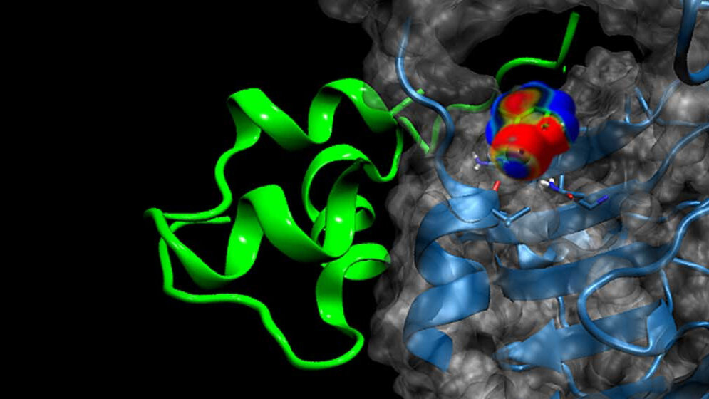 Bindung des Insulin-Analogons
