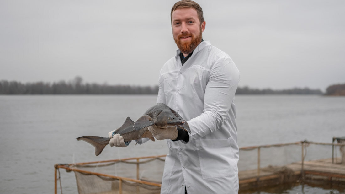 Stoer_aus_Aquafarm.jpg Stör aus Aquafarm