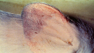 African Swine Fever