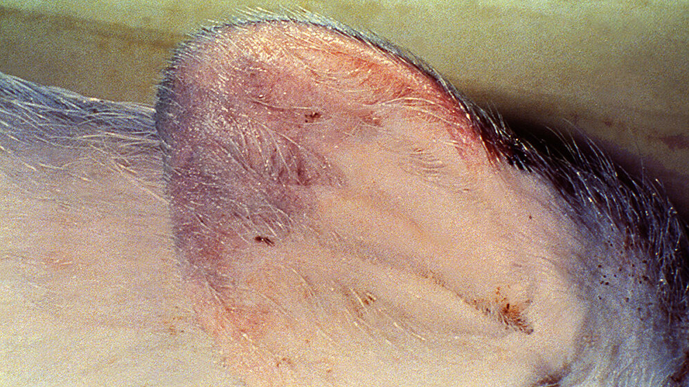 African Swine Fever