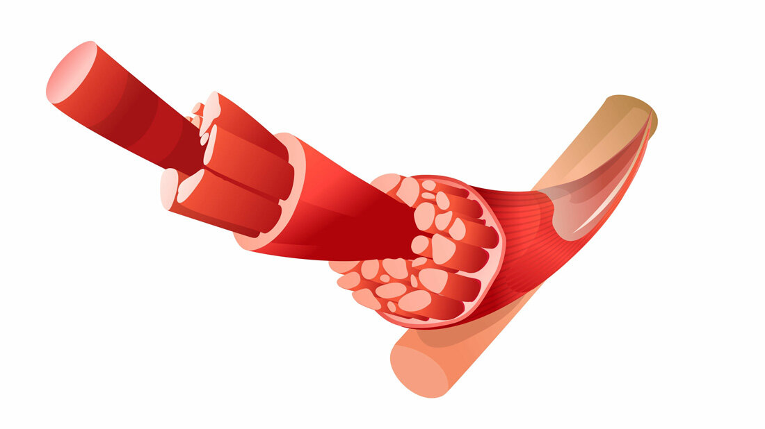 Aufbau Skelettmuskel