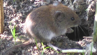 Hantavirus-Infektionen (Teil 2) Infektiologie