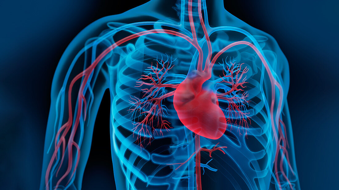 Medizinische Illustration des menschlichen Brustkorbs mit hervorgehobenem Herz und Blutgefäßen in Rot, umgeben von blauen Rippen und Organen.