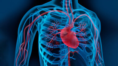 Medizinische Illustration des menschlichen Brustkorbs mit hervorgehobenem Herz und Blutgefäßen in Rot, umgeben von blauen Rippen und Organen.