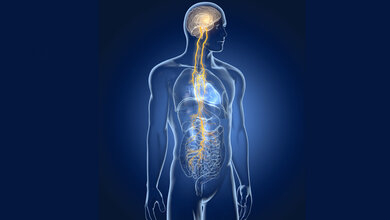 Nervus_vagus.jpg Stimulation des Vagusnervs als neue Therapieform?