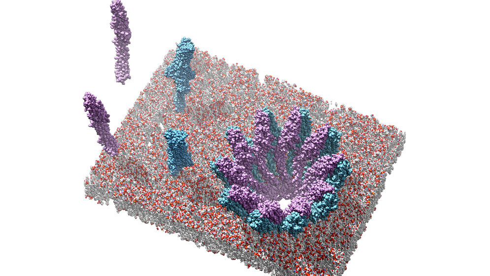 Einzelkomponenten YaxA (blau) und YaxB (lila)