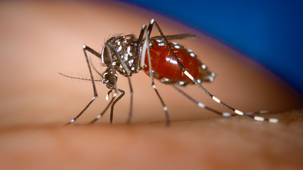 Abb5_Aedes_albopictus.jpg 95 epidemische Ausbrüche von Chikungunya-Fieber
