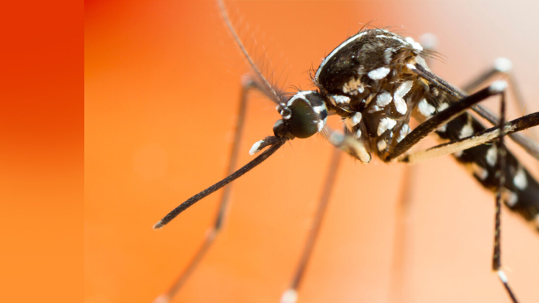 Abbildung einer Asiatischen Tigermücke