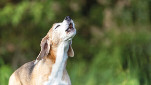 Foto eines bellenden/heulenden Hundes