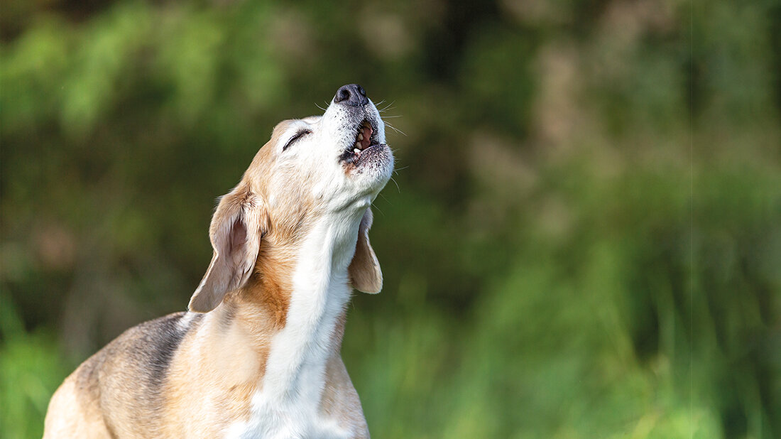 Foto eines bellenden/heulenden Hundes