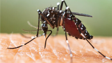 Aedes albopictus