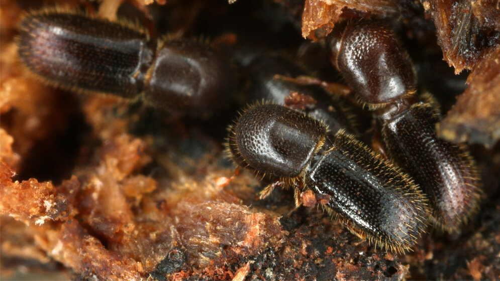 Ambrosiakäfer pflegen ihre Pilzgärten gemeinsam und arbeitsteilig