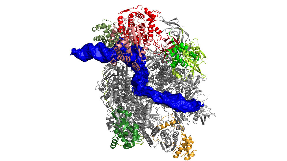 Struktur_der_Pockenvirus_Polymerase_Clemens_Grimm.jpg Struktur der Pockenvirus-Polymerase