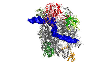 Struktur_der_Pockenvirus_Polymerase_Clemens_Grimm.jpg Struktur der Pockenvirus-Polymerase